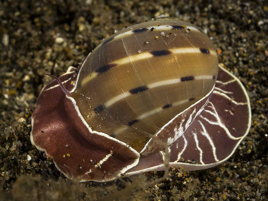 Glyphepithema alapapilionis